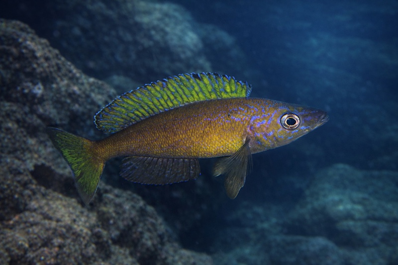 Cyprichromis microlepidotus 'Bemba'